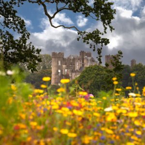 Malahide Castle Through the Wildflowers