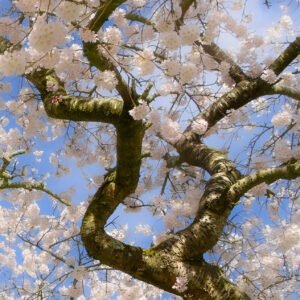 Tangled Blossom fine art print — cherry blossom branches against blue spring sky, Dublin