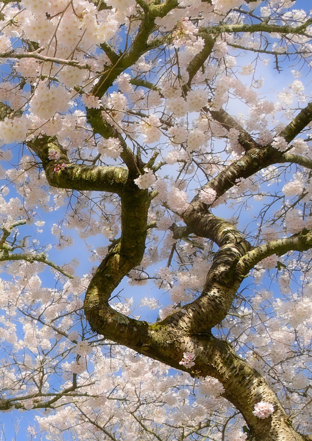 Tangled Blossom fine art print — cherry blossom branches against blue spring sky, Dublin