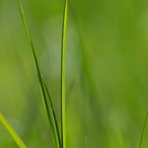 Blade of Spring fine art print — macro grass blades spring green bokeh botanical photography Ireland