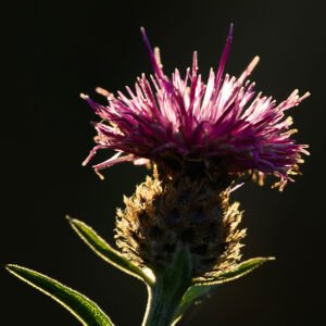 Thistle Light fine art print — backlit thistle macro photography semi-silhouette gold light dark background