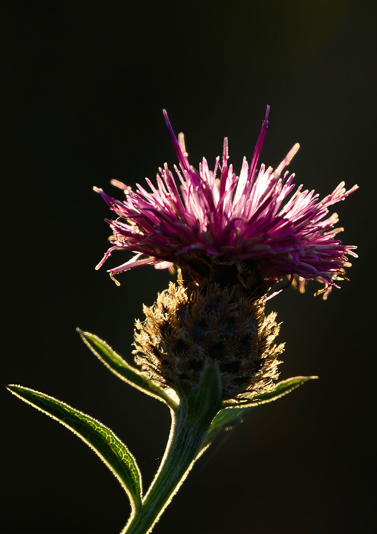 Thistle Light fine art print — backlit thistle macro photography semi-silhouette gold light dark background