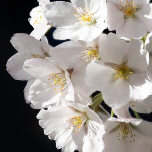 Blossom in Shadow fine art print — white spring blossoms against dark background botanical photography Ireland