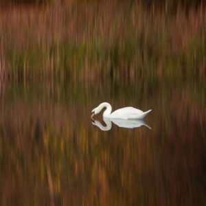 Swan Heart fine art print — white swan heart shape reflection autumn lake Ireland painterly background