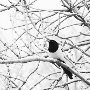The Magpie's Perch fine art print — magpie on snow-covered branches, black and white, Millennium Park Blanchardstown Dublin