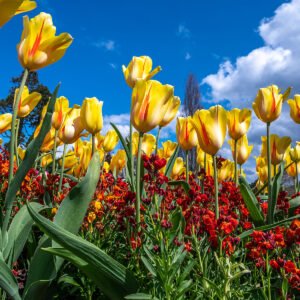 Tulips & Sky