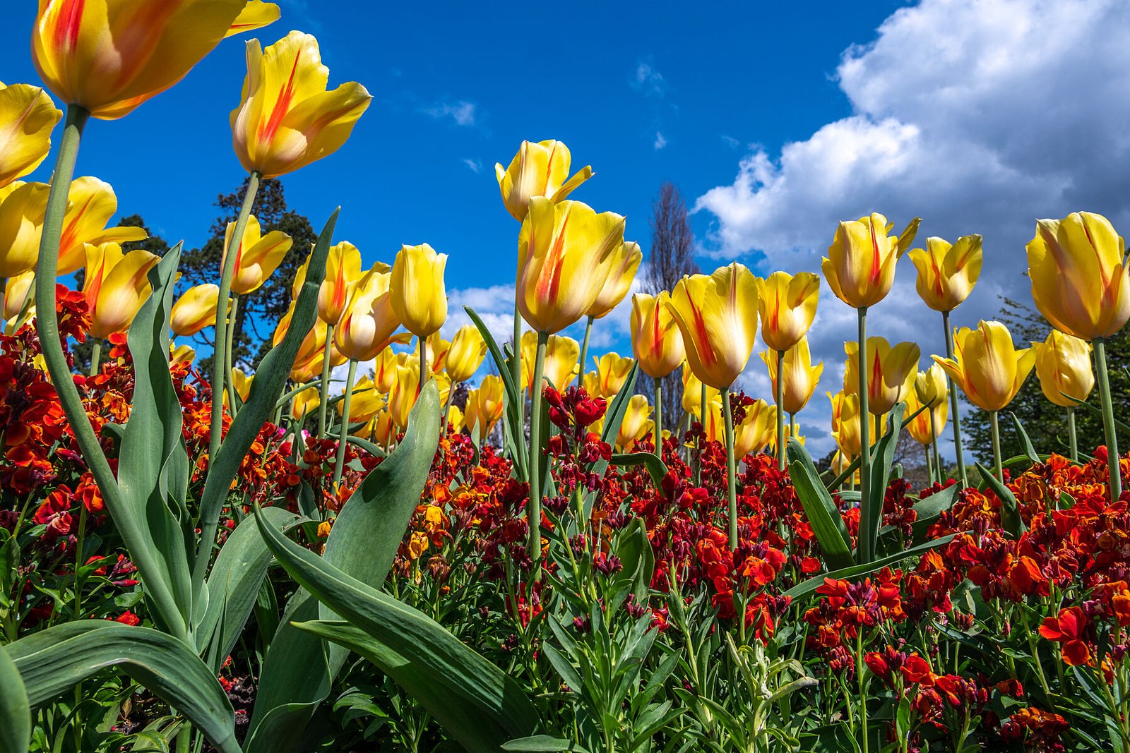 Tulips & Sky