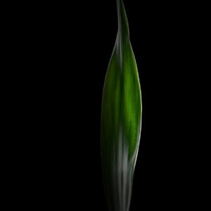 Green Solitude fine art print — single green leaf low-key botanical photography black background