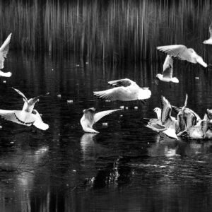 Winter's Flight fine art print — seagulls in flight over frozen lake, black and white, Blanchardstown Dublin